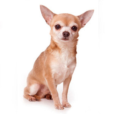 canvas chica chihuahua